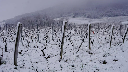 Domaine Fumey-Chatelain Masterclass