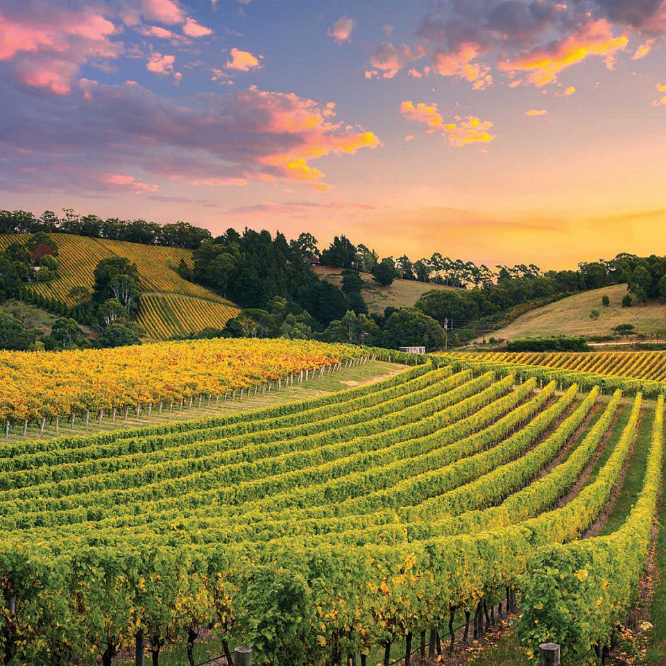 Tasmanian Wine Tasting