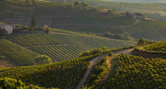 French Wine Dinner with Andrew Guard